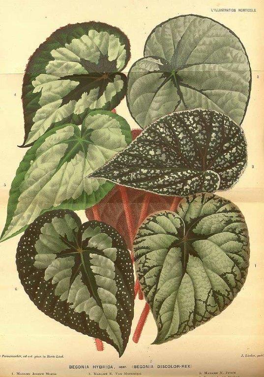 B. ‘Discolor Rex’